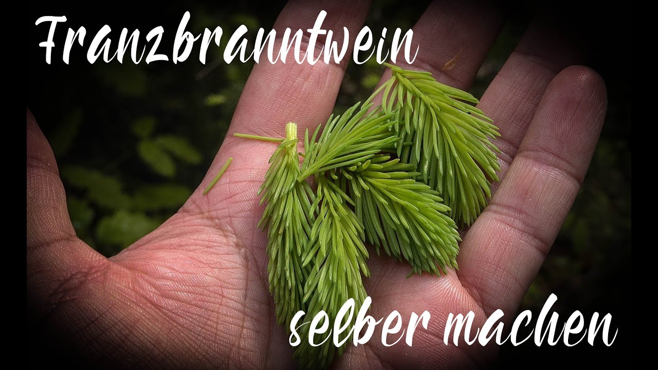 Franzbranntwein selber machen die Kraft der Natur