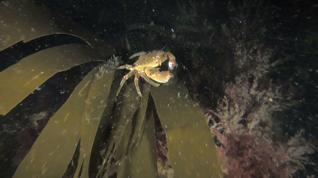 Friday night dive (Nestend, Eyemouth) 30.07.2021