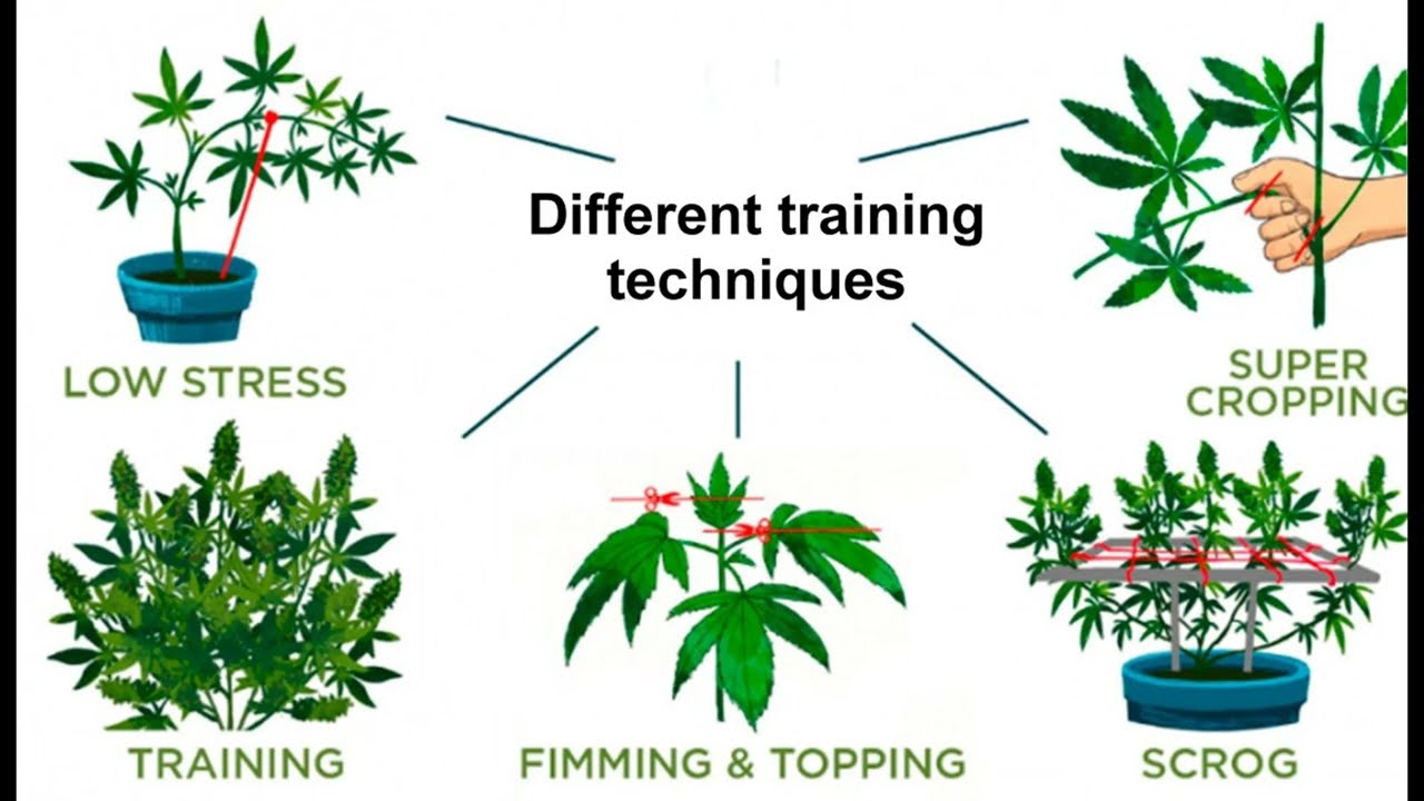 Lollipopping Cannabis