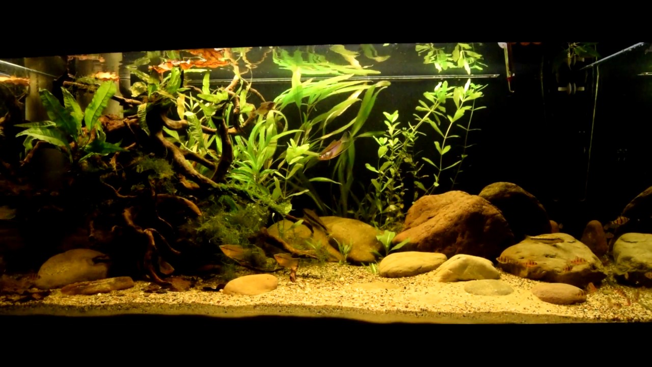 360L Aquarium  Asian Biotope (Borneo -  Sumatra )