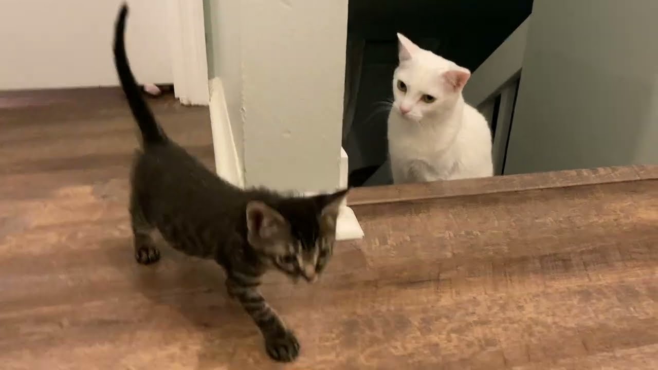 Former Foster Kitten Meets New Foster Kittens!
