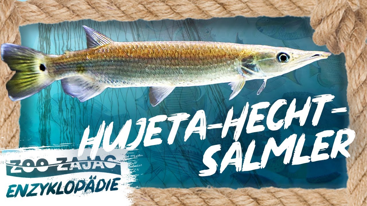 Der HECHT in MINI | FISCHENZYKLOPÄDIE | ZOO ZAJAC