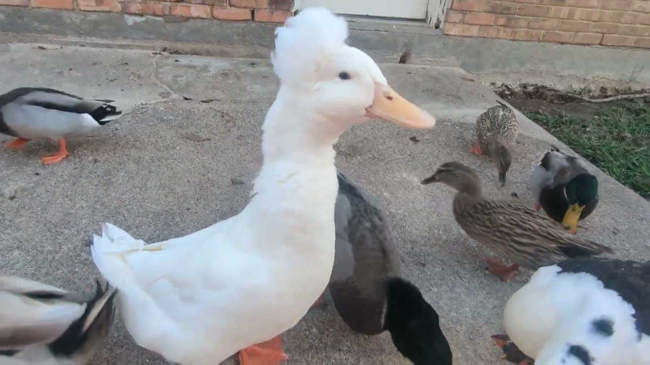 Happy Thanksgiving Duckies 11_27_25
