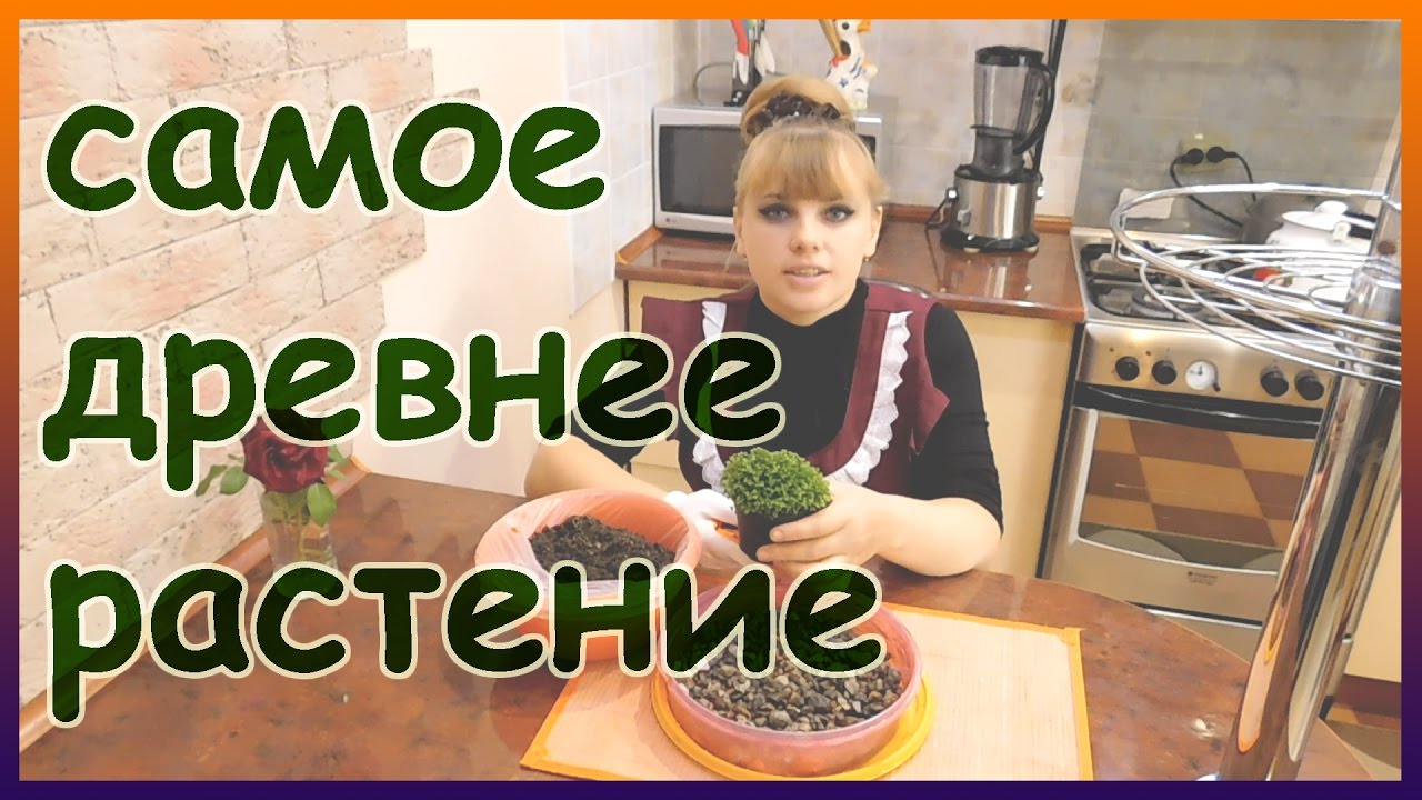 Древний плаунок, или селагинелла. Уход в домашних условиях полив, размножение, посадка салагинеллы