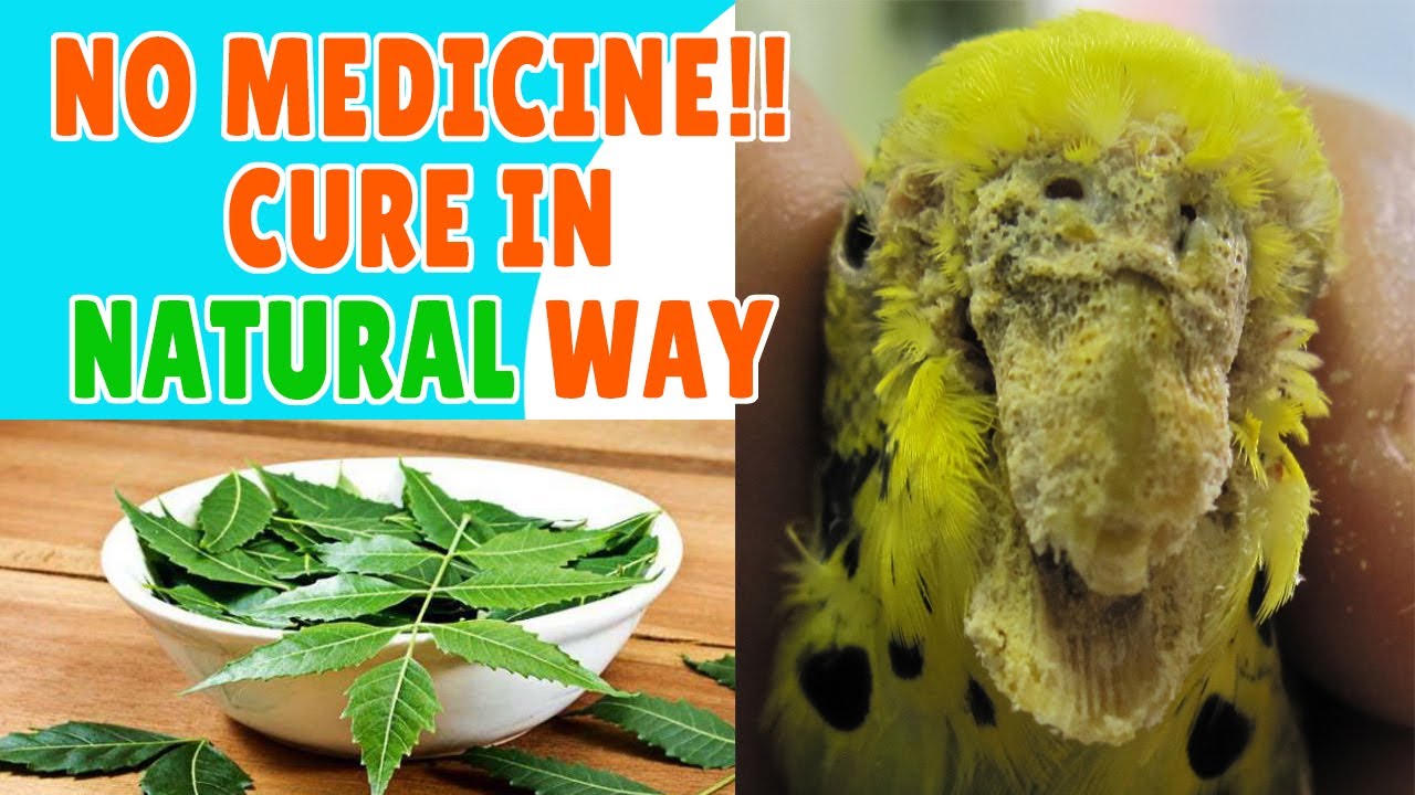 SCALY FACE MITES TREATMENT WITHOUT ANY MEDICINE! Scaly Mites Symptoms and Natural Cure! Happy Birds