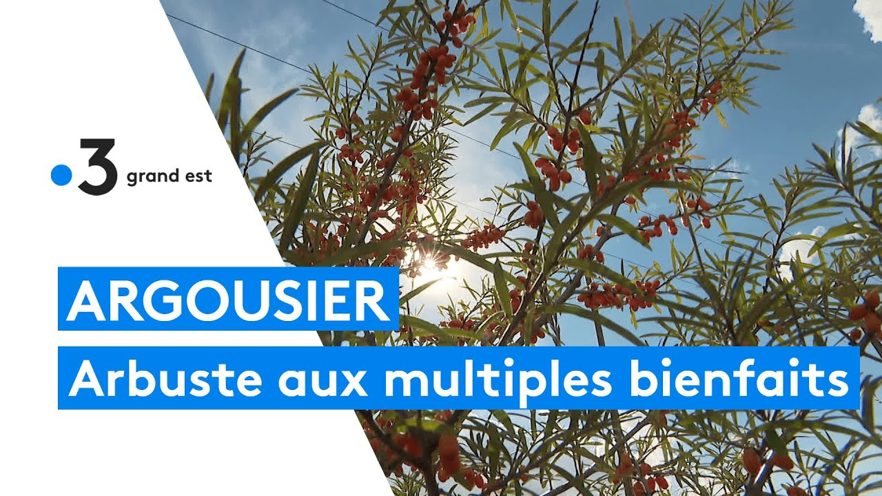 Les vertus de l'argousier, un arbuste nouvellement arrivé dans la Marne