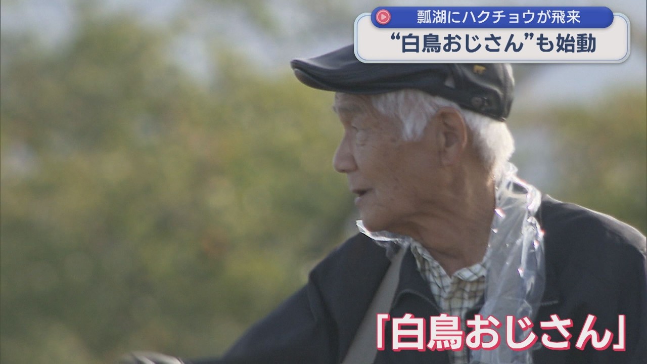 白鳥おじさんも始動「心ウキウキ」瓢湖に冬の使者･ハクチョウが飛来【新潟･阿賀野市】スーパーJにいがた10月9日OA