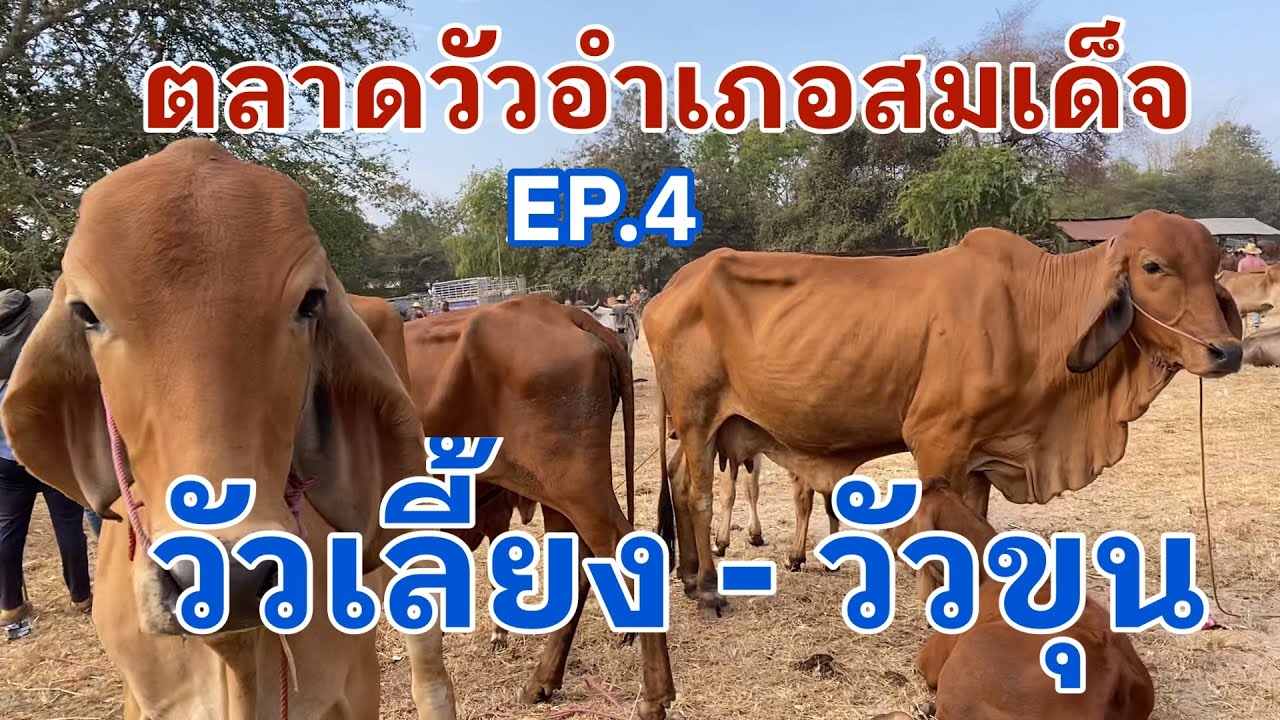 EP.4 #ราคาวัววันนี้ 1 กุมภาพันธ์ 2569 #ปิดท้ายตลาดวัวอำเภอสมเด็จ จังหวัดกาฬสินธุ์ #วัวเลี้ยง #วัวขุน