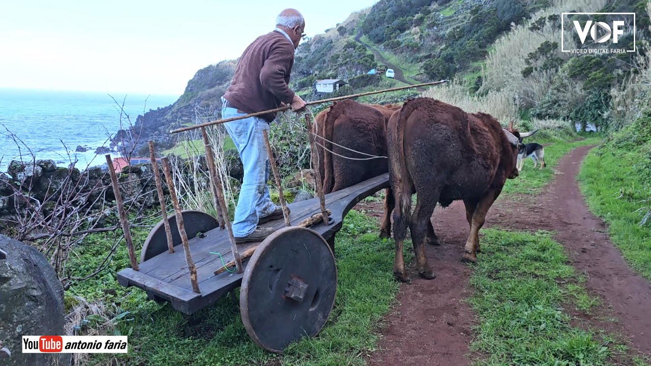 Serafim Brasil com 80 anos ainda trabalha na Lavoura, Ilha São Jorge