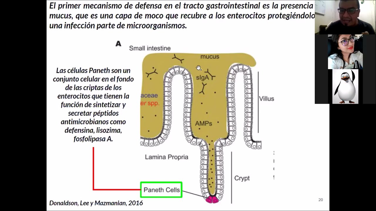 E6 - El intestino y el microbioma y su función en la respuesta inmune