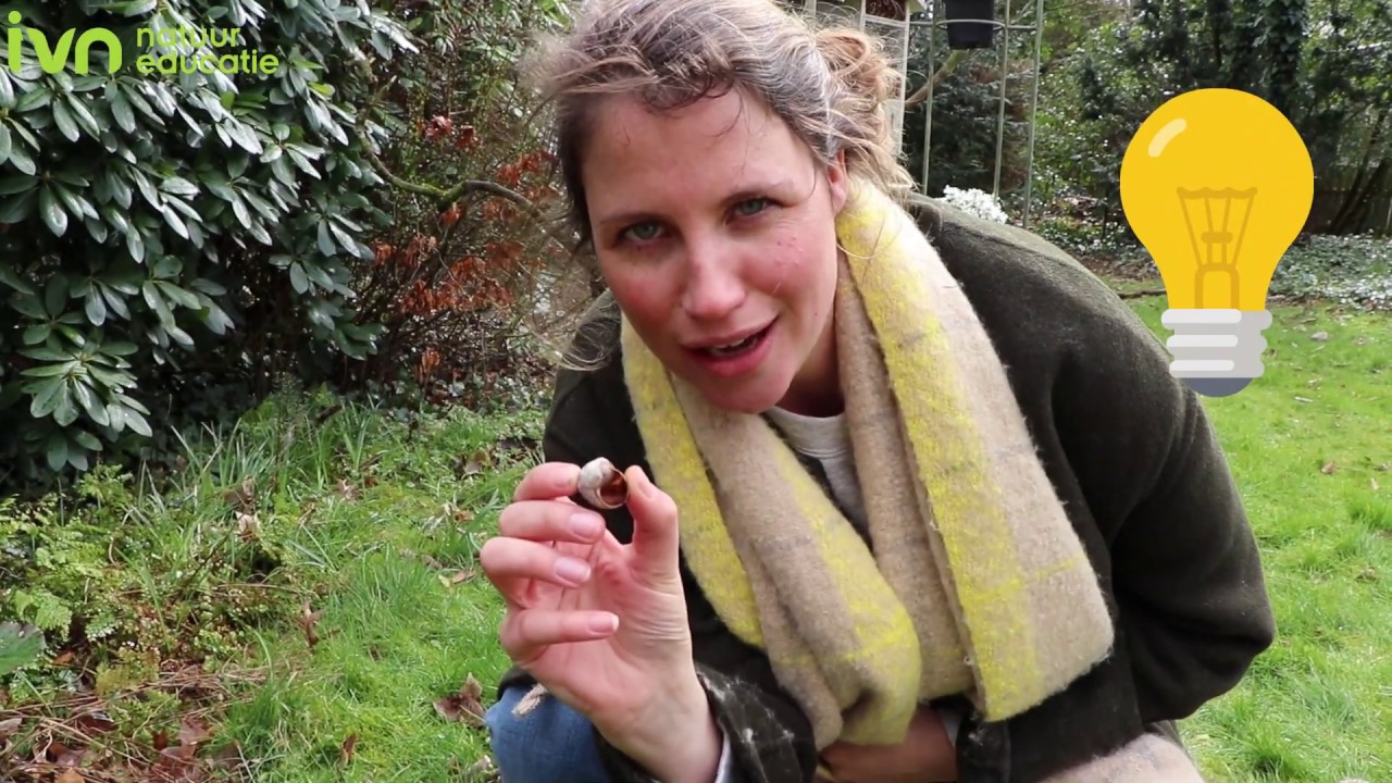 Doe-tip: Nationale Bijentelling - Zó herken je bijen