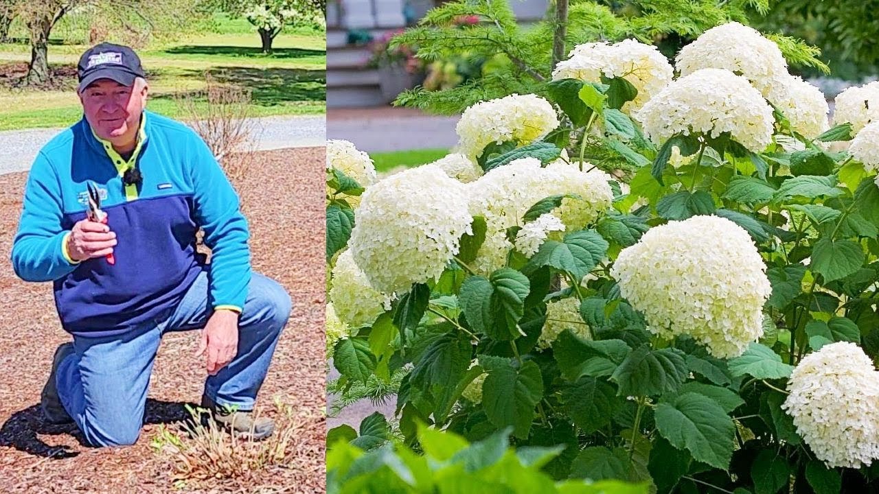 Секреты Дэвида по обрезке гортензий гладких (Hydrangea arborescens) ✂️😉👏💚👍