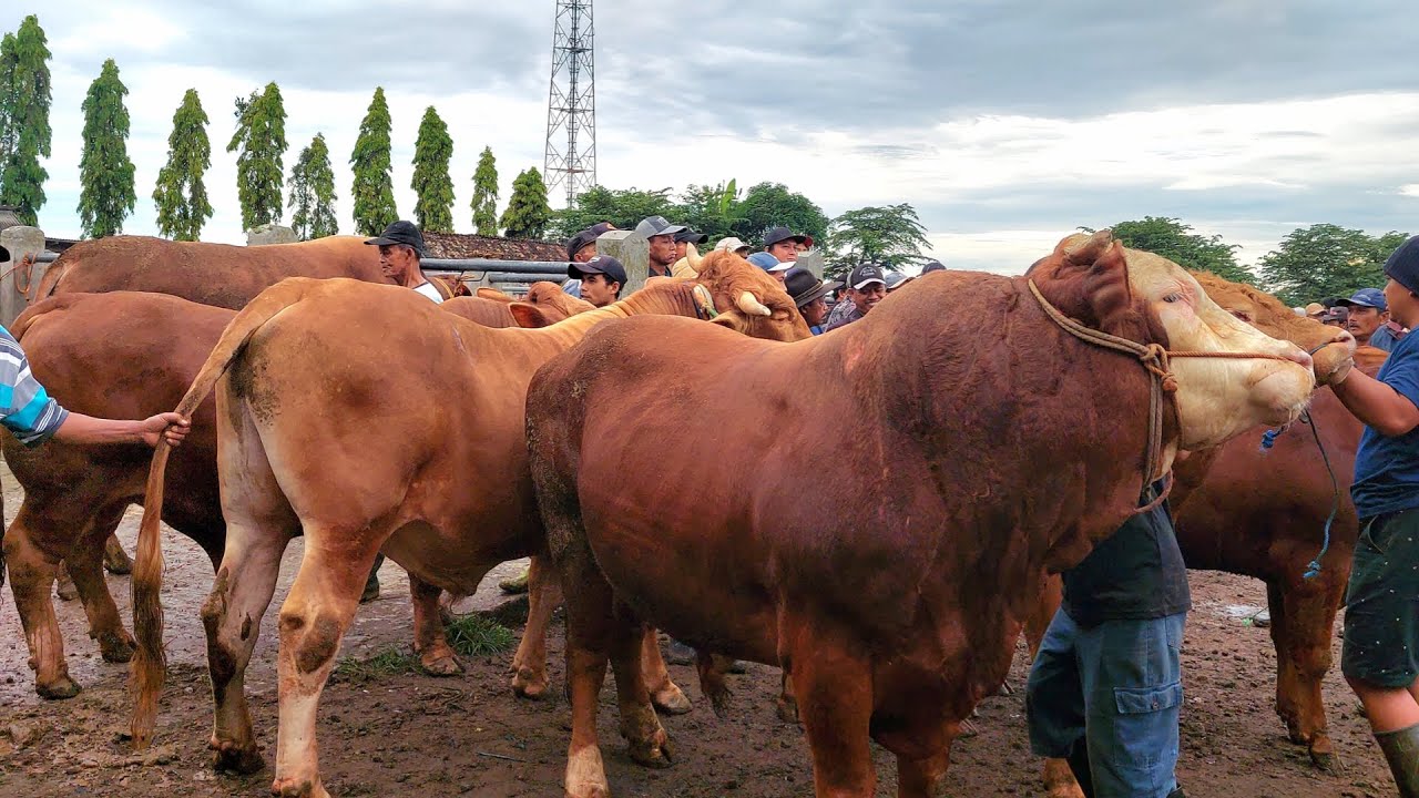 KUMPULAN SAPI MONSTER DAGING SUPER🔥 Pasar Sapi Plaosan