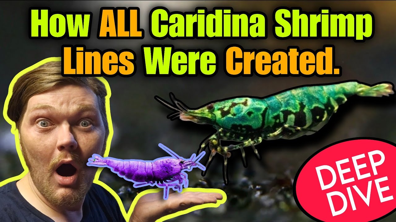 How ALL CARIDINA SHRIMP Lines Were Domesticated. The History & Genetics of Fancy Shrimp! Deep Dive