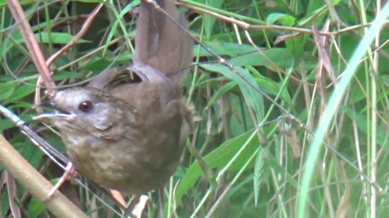 20/9 bẫy chim tiểu mi siêu phẩm hót xòe cực vip.(0941139352+zalô)