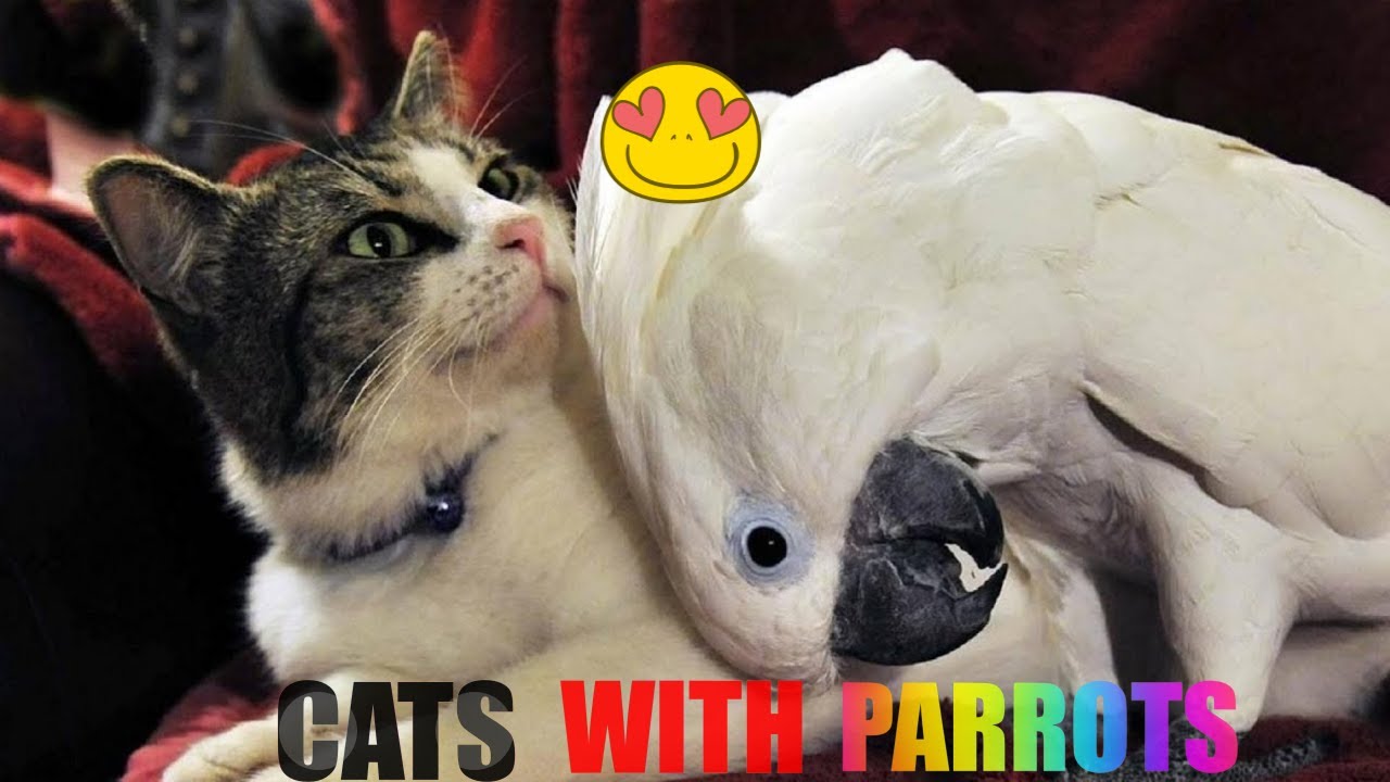 Funny Parrots And Cats Compilation 😿🦜 Cute Parrot Videos