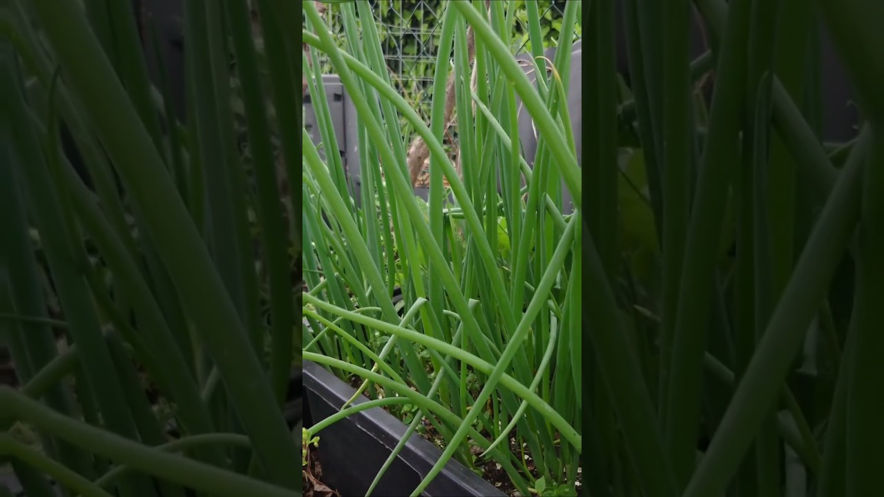 Freddie The Spring Onions #organic #gardening