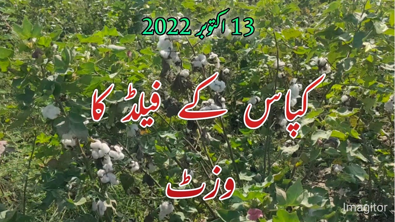 41- Cotton October Field Visit | کپاس کے کھیت کا وزٹ