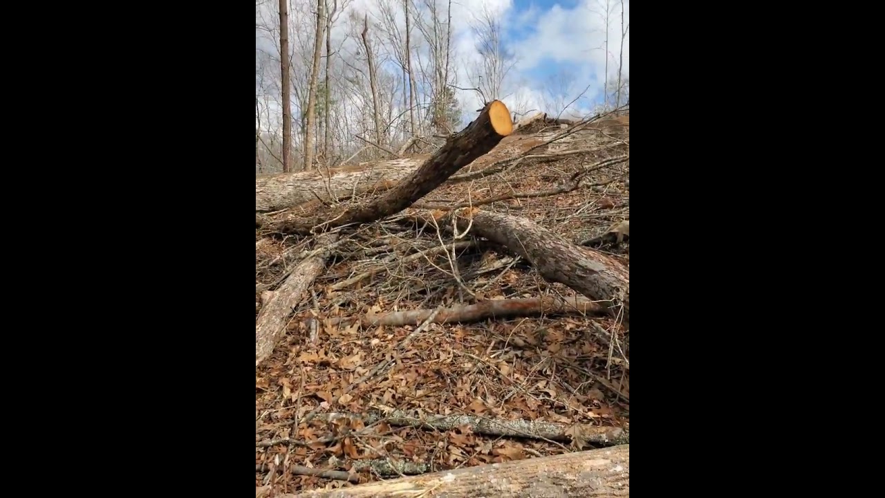 560 franklin skidder pulling whiteoak