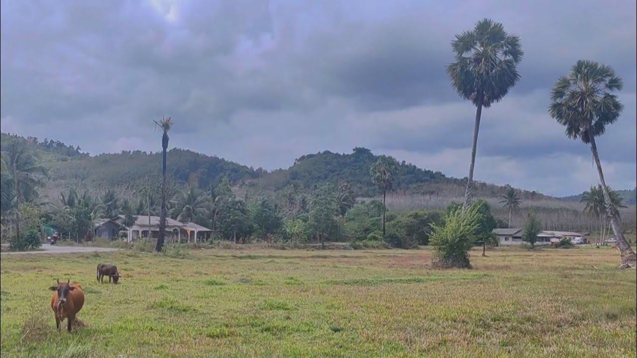 Quiet Walk in Rural Songkhla, Thailand · Daily Quiet · learning to miss the silence together