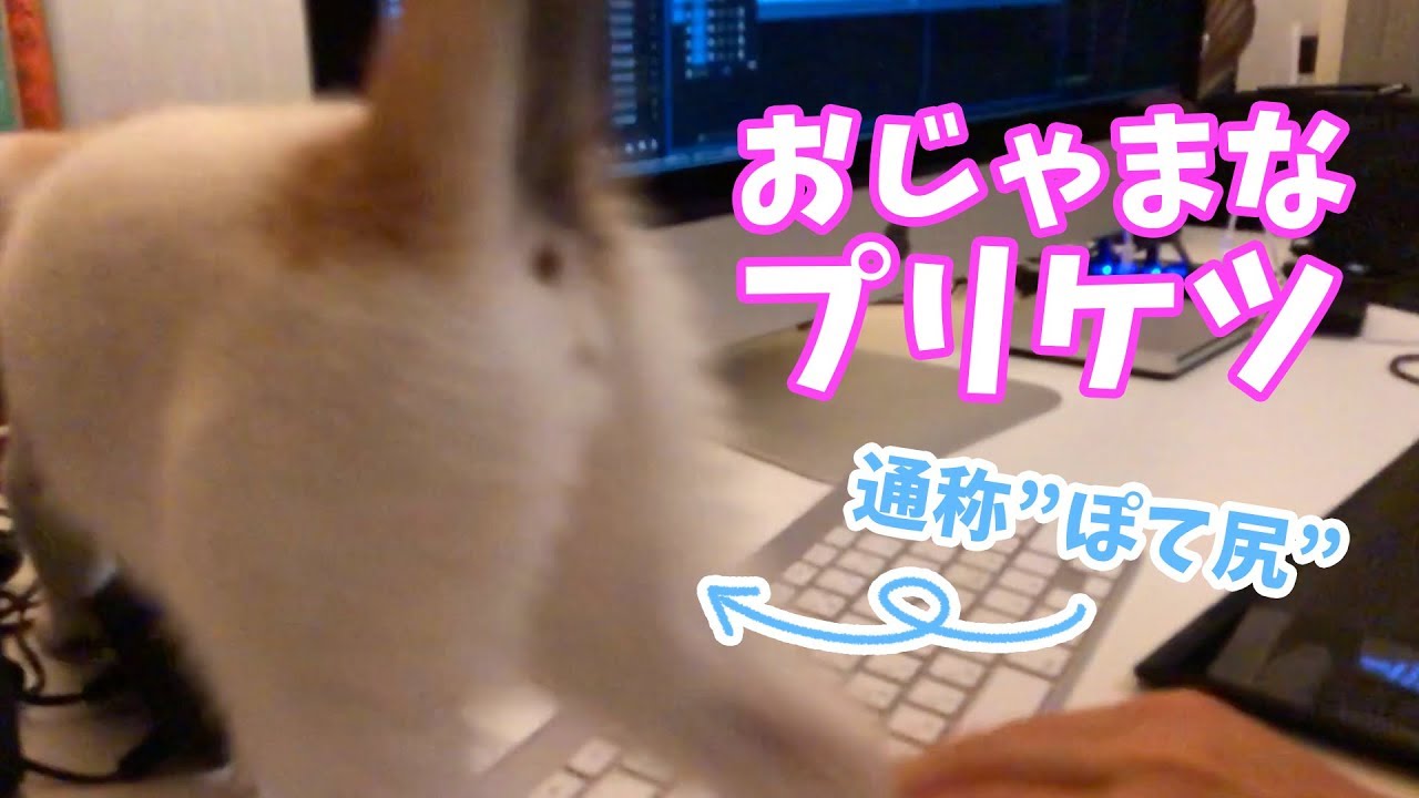 仕事の邪魔をするいたずら子猫