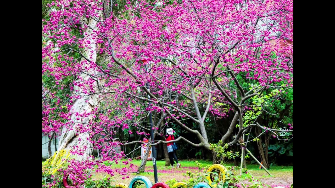 中壢莒光公園櫻花季2026/3/2