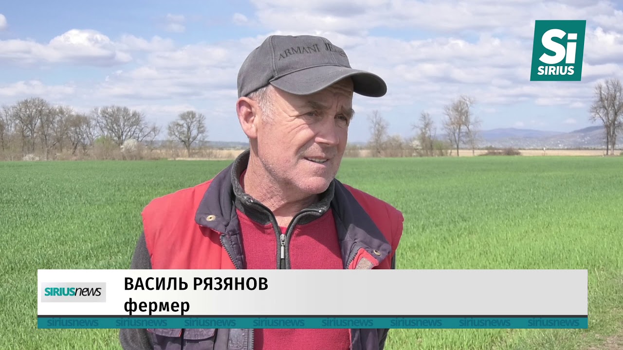 Жителі села Білок на Закарпатті залишились без пасовища