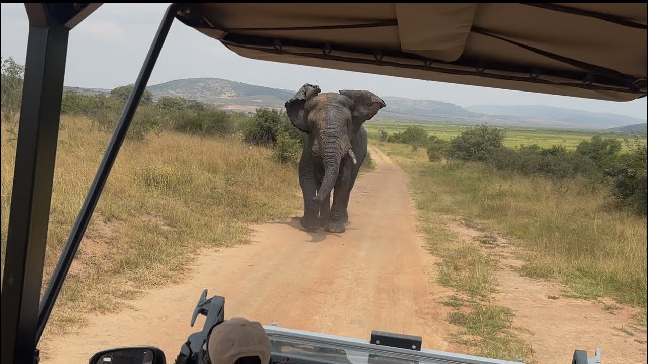 Elephant Charges Our Vehicle in an epic chase in the  Wild