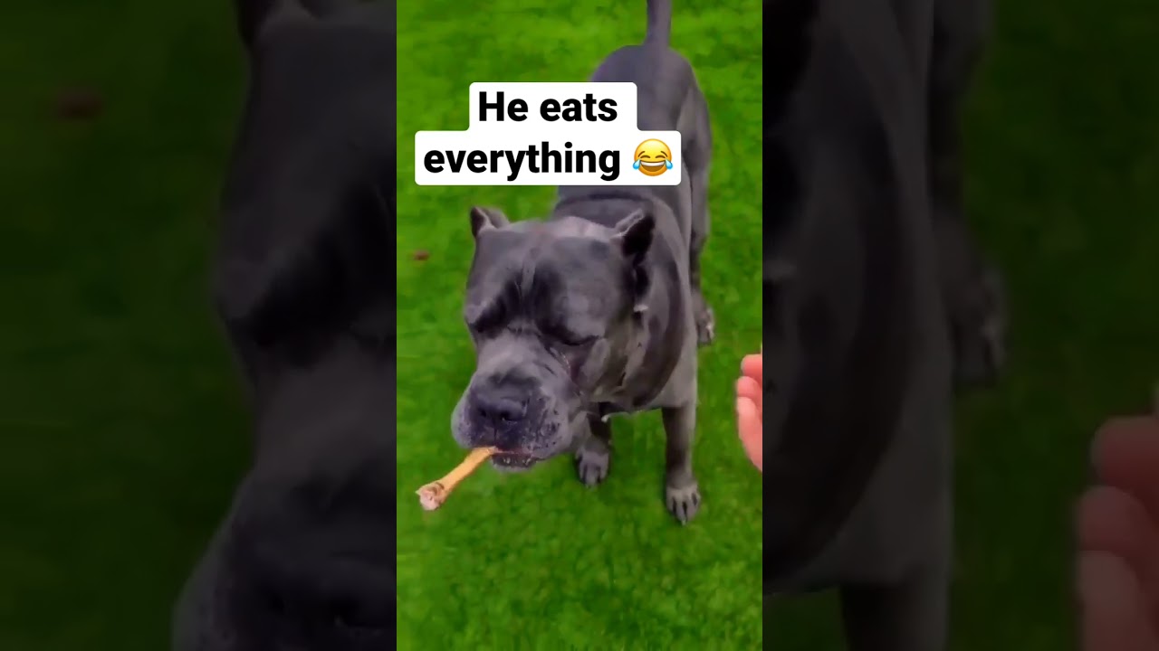 #canecorso