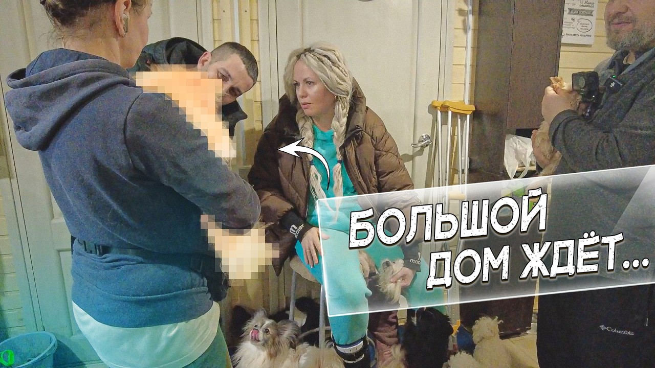 Нужен компаньон для большой собаки! Кого заберут из приюта?!