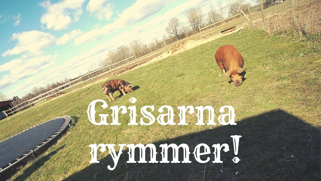 Hur fasen ska vi få in han har du tänkt dig!