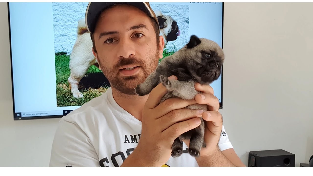 5 coisas que você precisa saber antes de adquirir um cão da raça PUG