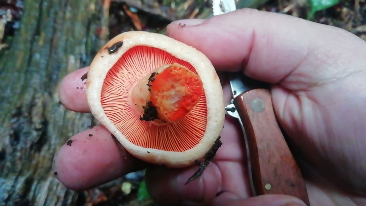 c&oacute;mo encontrar y recolectar n&iacute;scalos 🍄 gu&iacute;a de setas comestibles