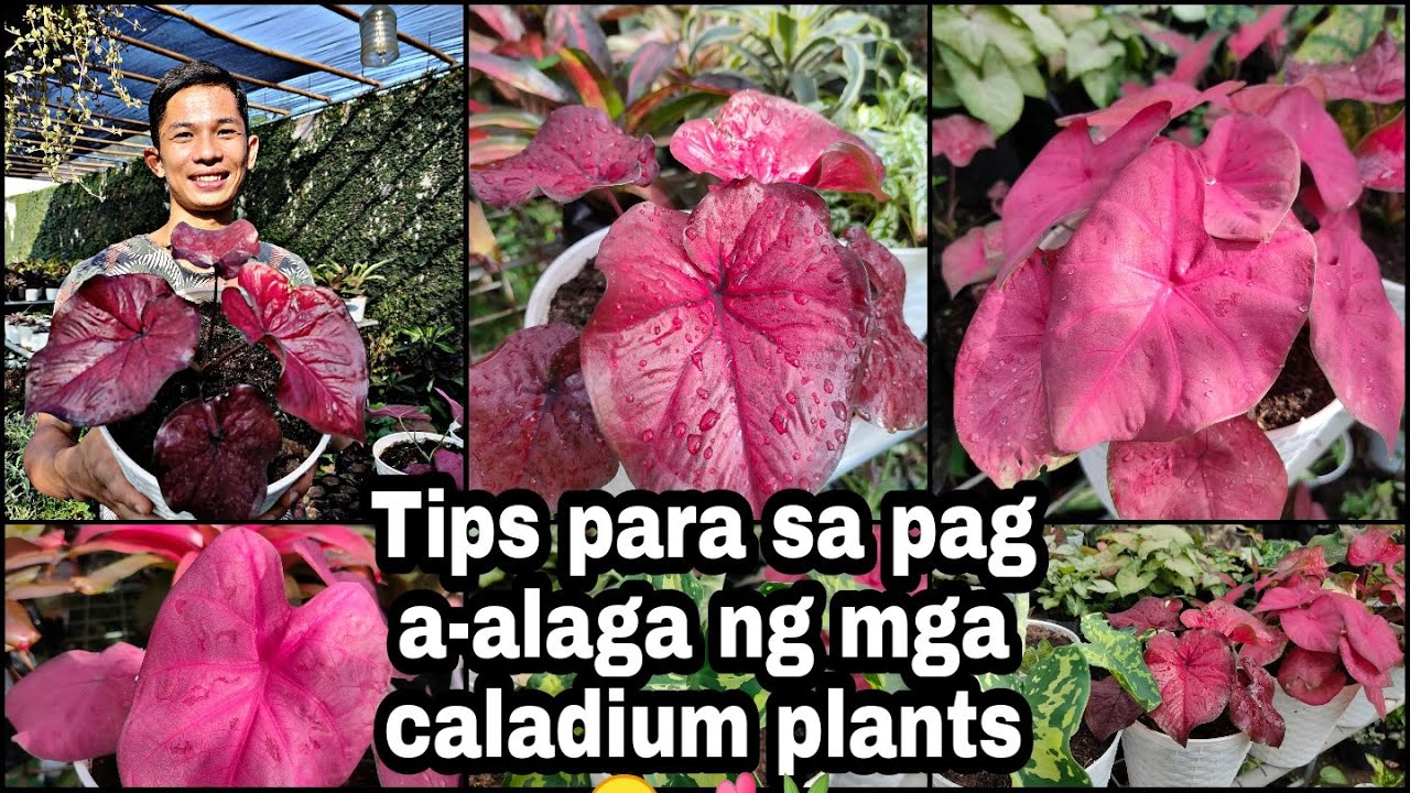 Paano mag alaga ng Caladium plants? 🌿💕