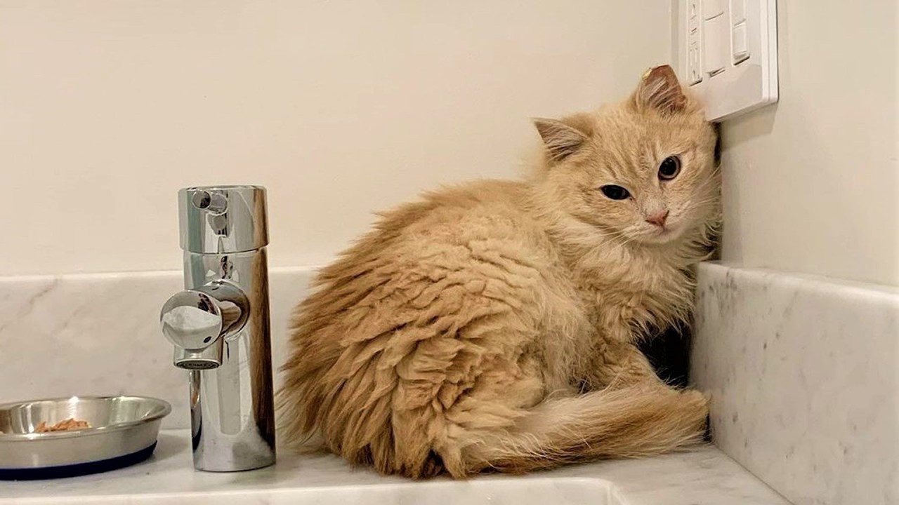 Her journey from a terrified stray to a beloved pet.