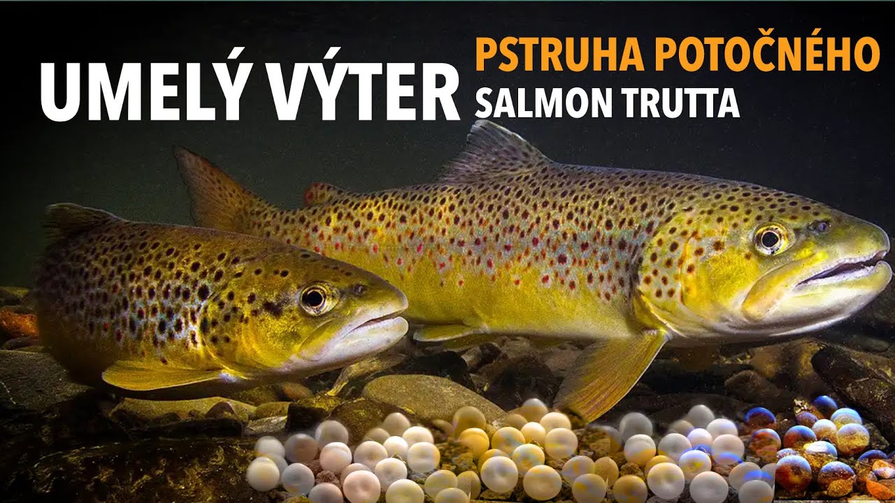 Umelý výter Pstruha potočného (Salmo trutta)