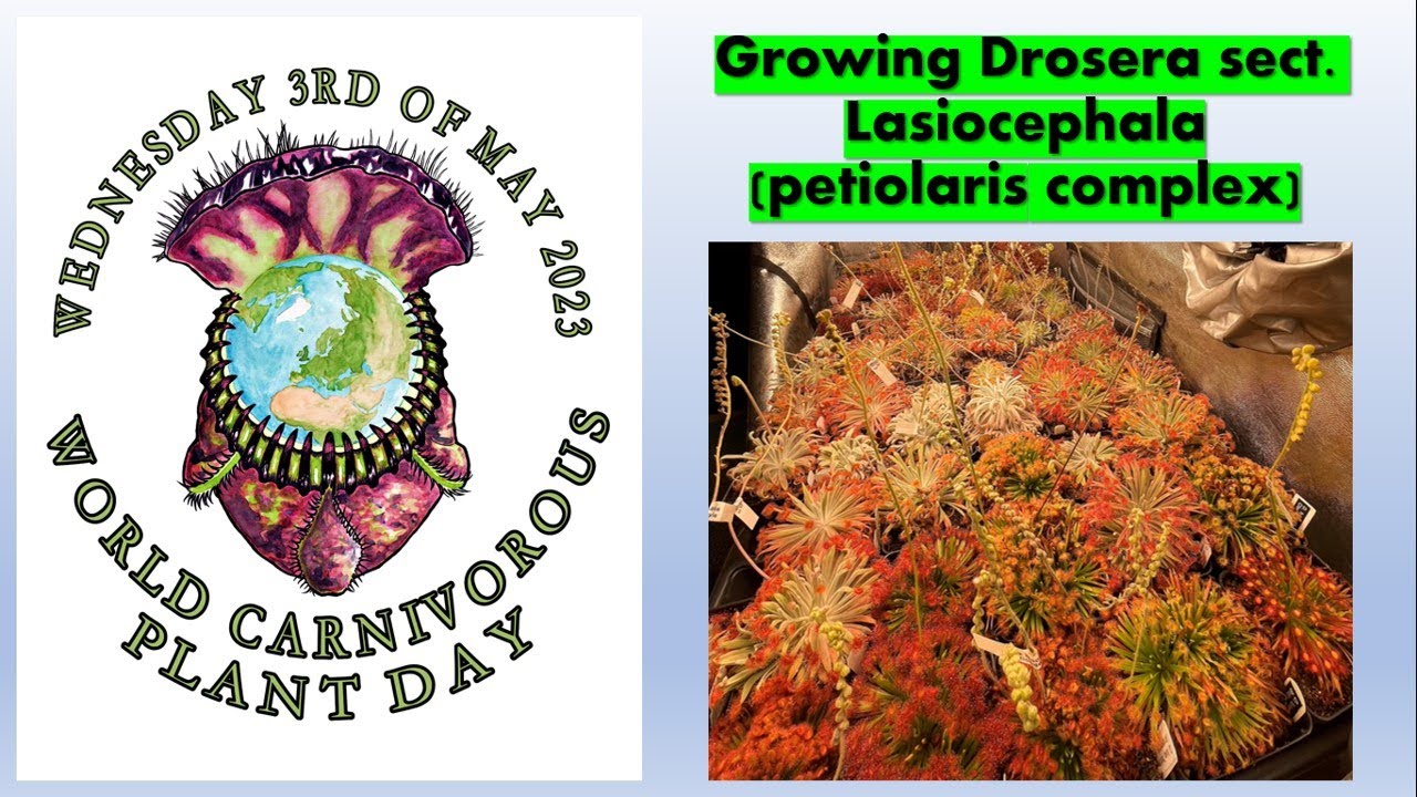 Growing Drosera sect. Lasiocephala (petiolaris complex)