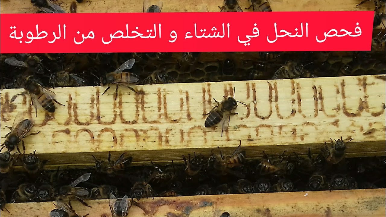 فحص خلية نحل في الشتاء و أسباب الرطوبة الزائدة داخل الخلية