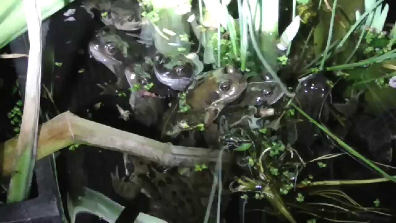 Lots of Frogs together  29Mar15 Cambridge UK 1006p