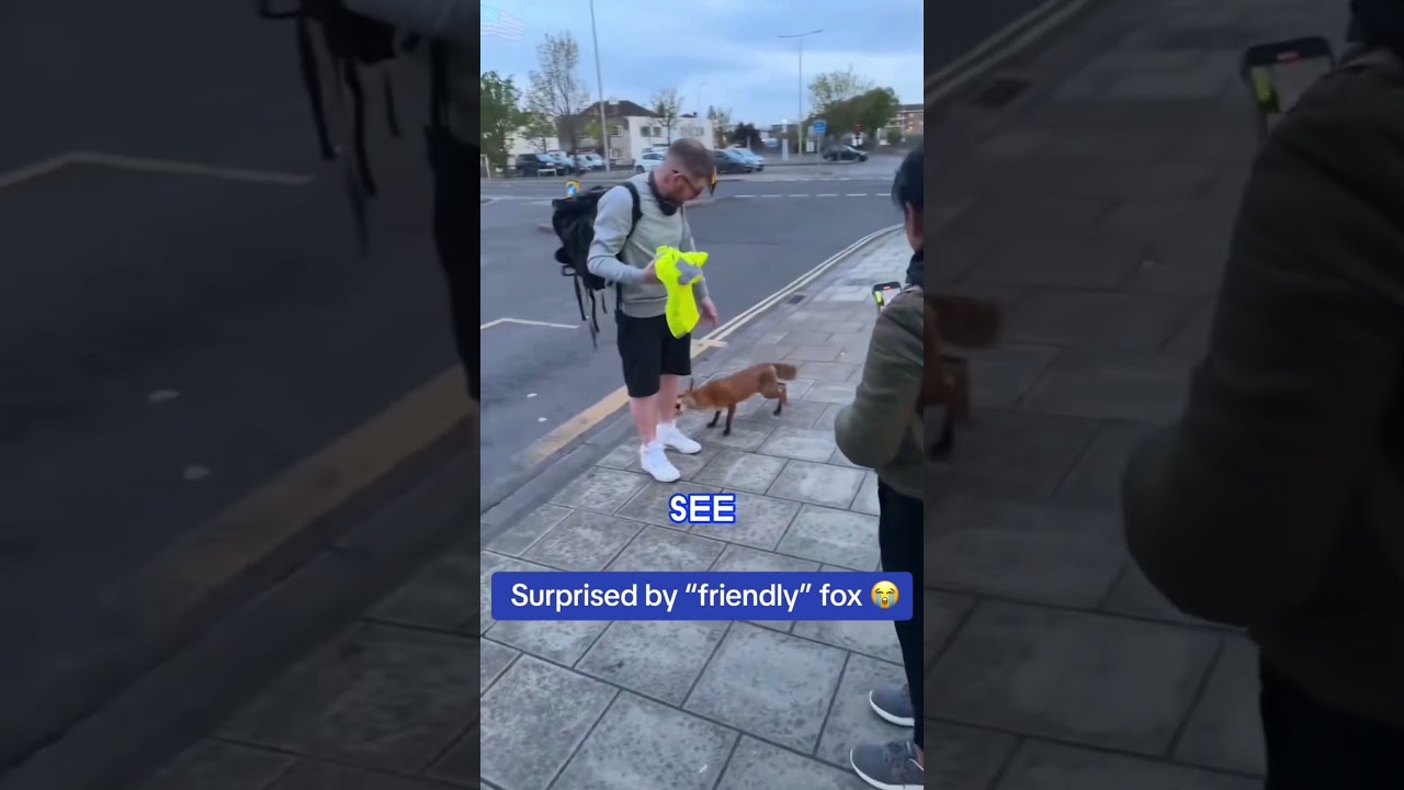 Foxes being absolute chaos for minute straight 🦊🤣#anime #lmao #fox #omg#funny