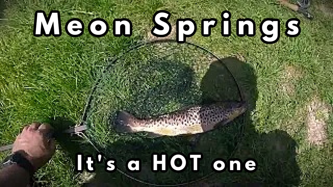 Meon Springs #flyfishing Only mad dogs and English men go out in the midday sun, nice brown though.