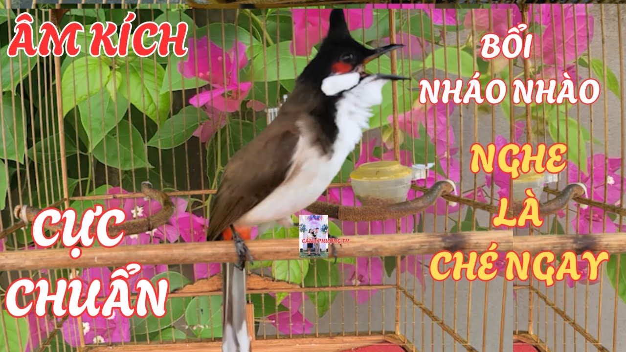 Chào Mào Hót - QUÁ ĐỈNH -má trắng học giọng nhanh căng lửa,luyện chào mào hót sáng ,chào mào hot hay