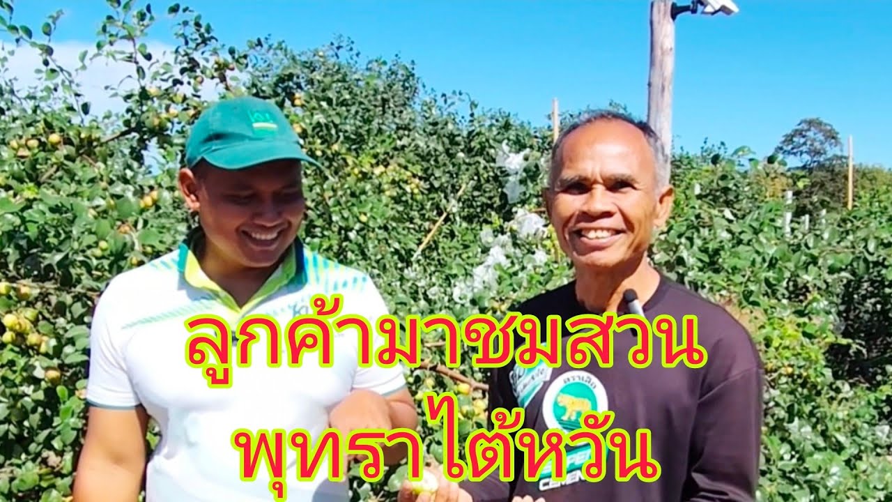 ลูกค้ามาชมสวนพุทราไต้หวัน #สวนลุงล้าน อ.โนนสุวรรณ จ.บุรีรัมย์