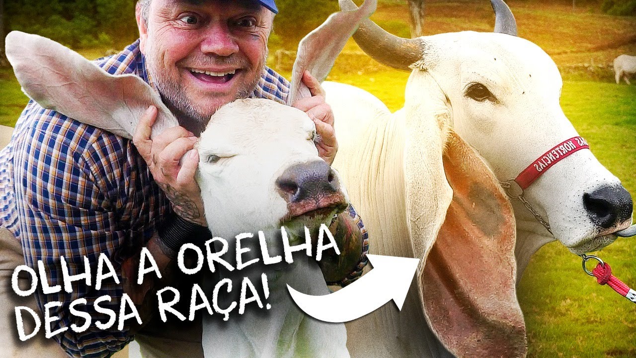 INDUBRASIL, UMA RAÇA EXCELENTE PARA CARNE E LEITE! | RICHARD RASMUSSEN