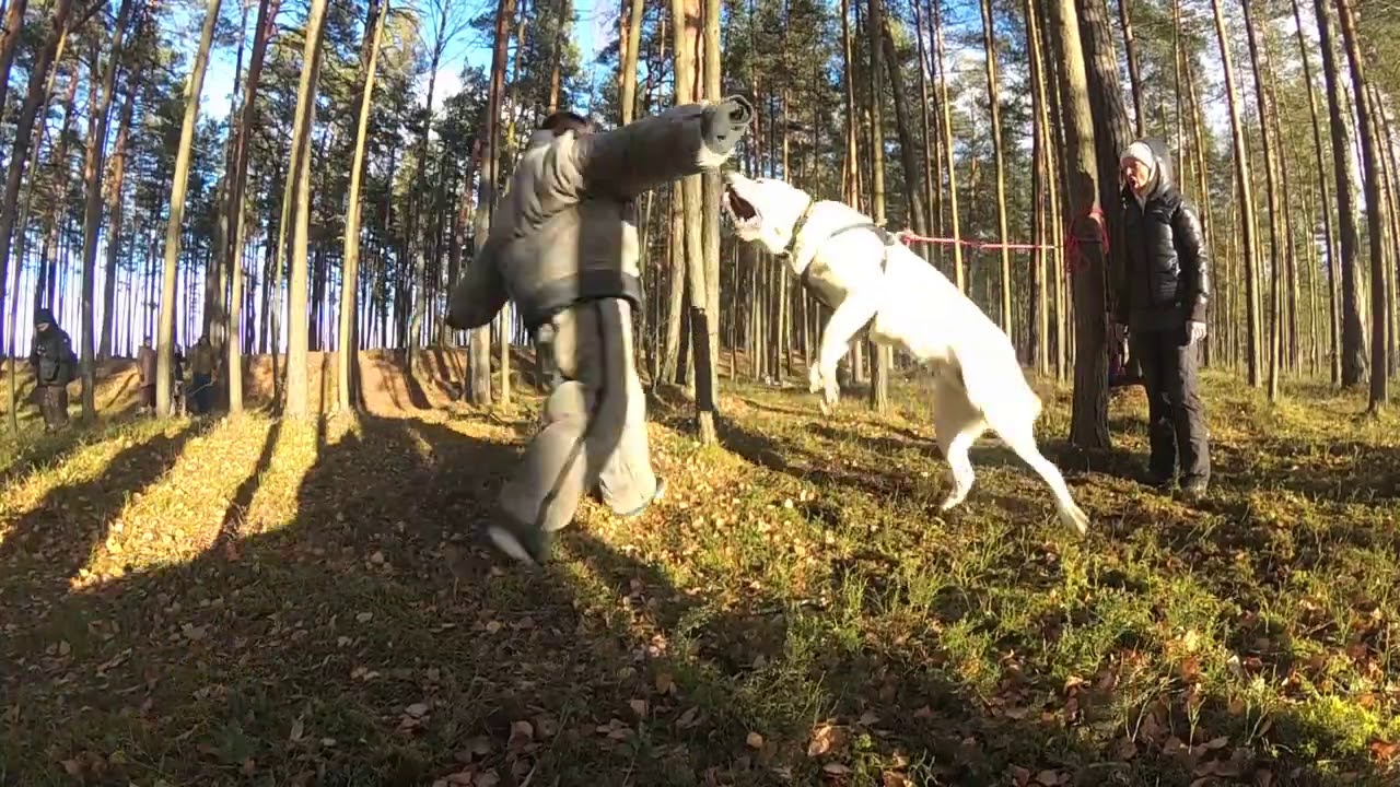 Owczarek Środkowoazjatycki / Alabai / CAO RKF +48 665 622 512