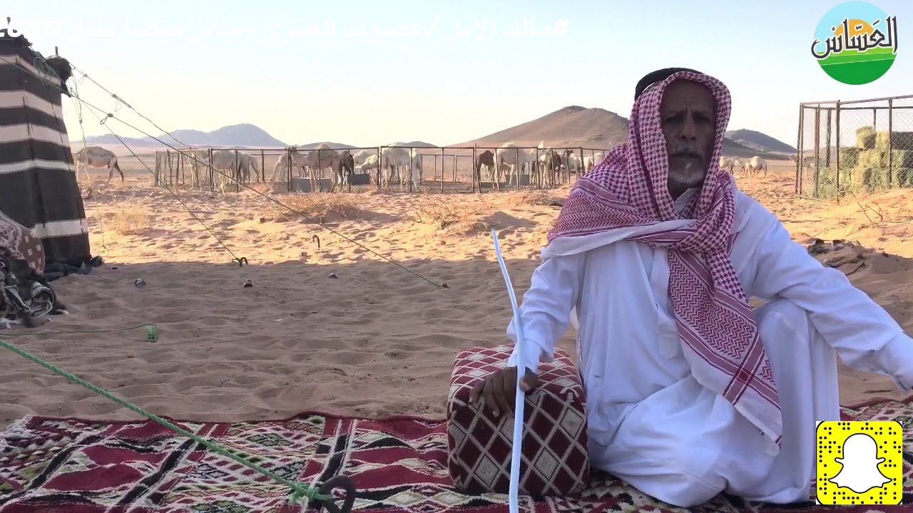 مالك الإبل / عصويد العنزي غرب حائل في بيضًا نثيل 1441