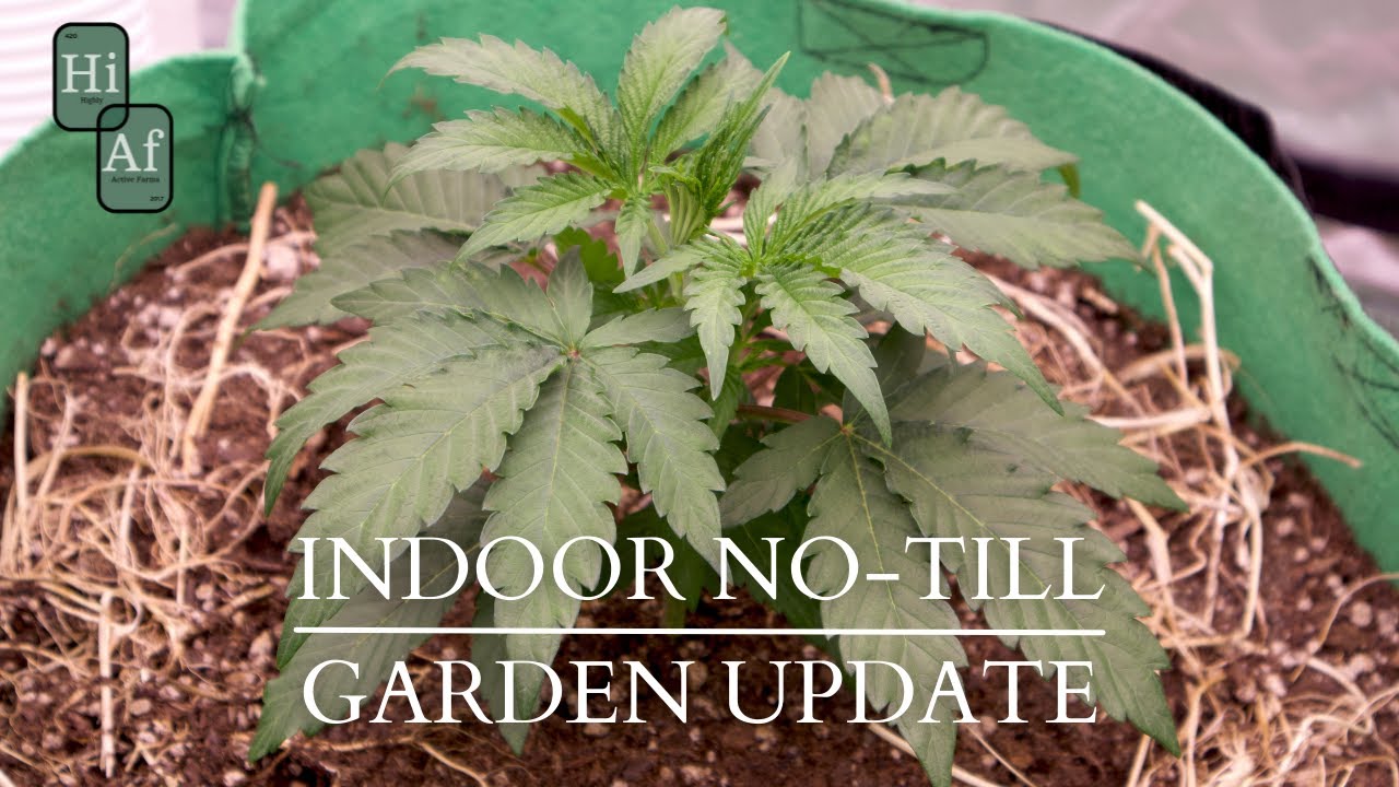 2022 Indoor No-Till Organic Living Soil Cannabis Grow Update