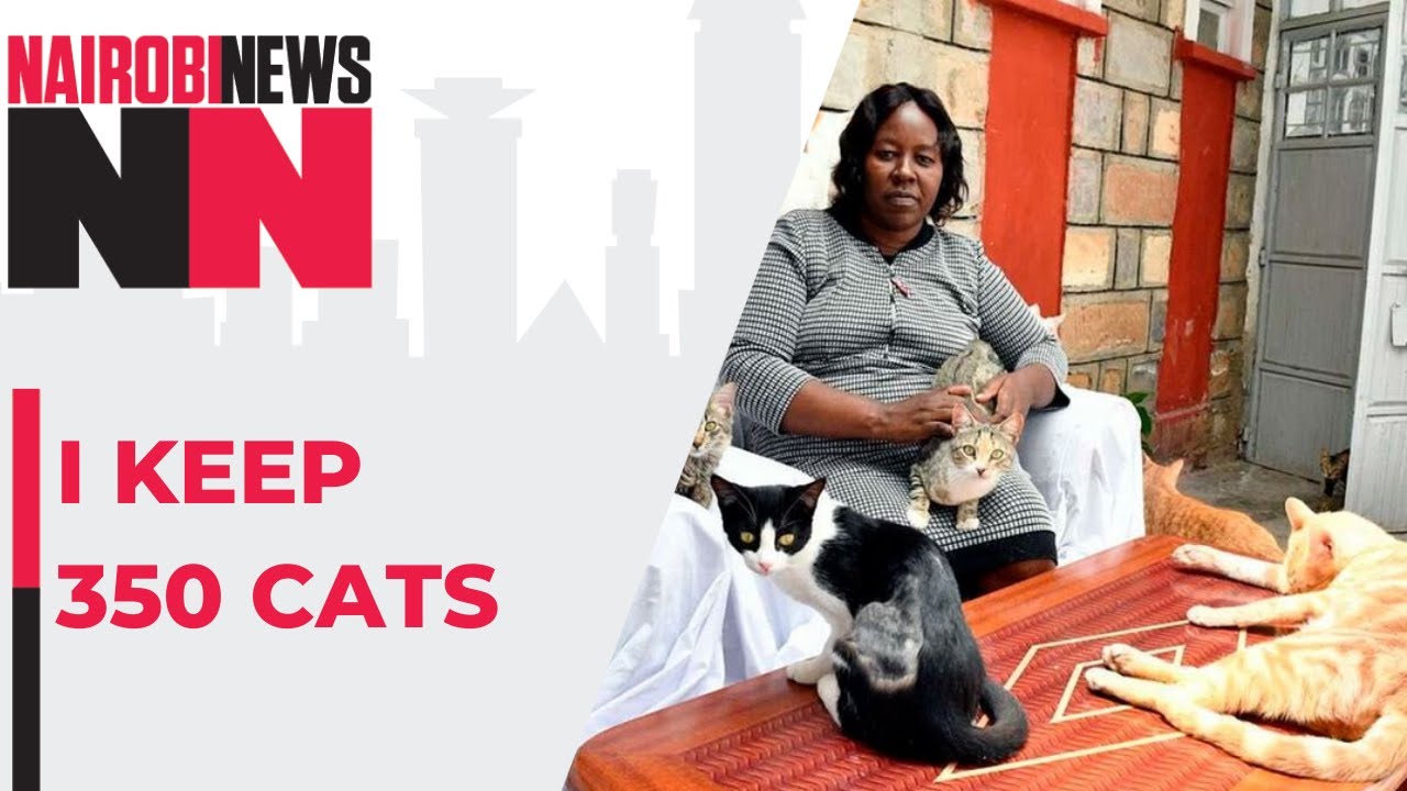 Rachel Kabue: I keep 350 cats in Kenya’s first felines sanctuary