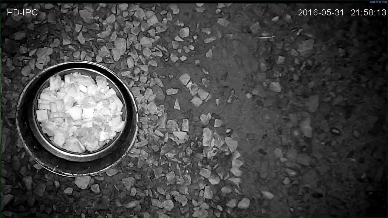 Makowica - nocne czuwanie przy misce.