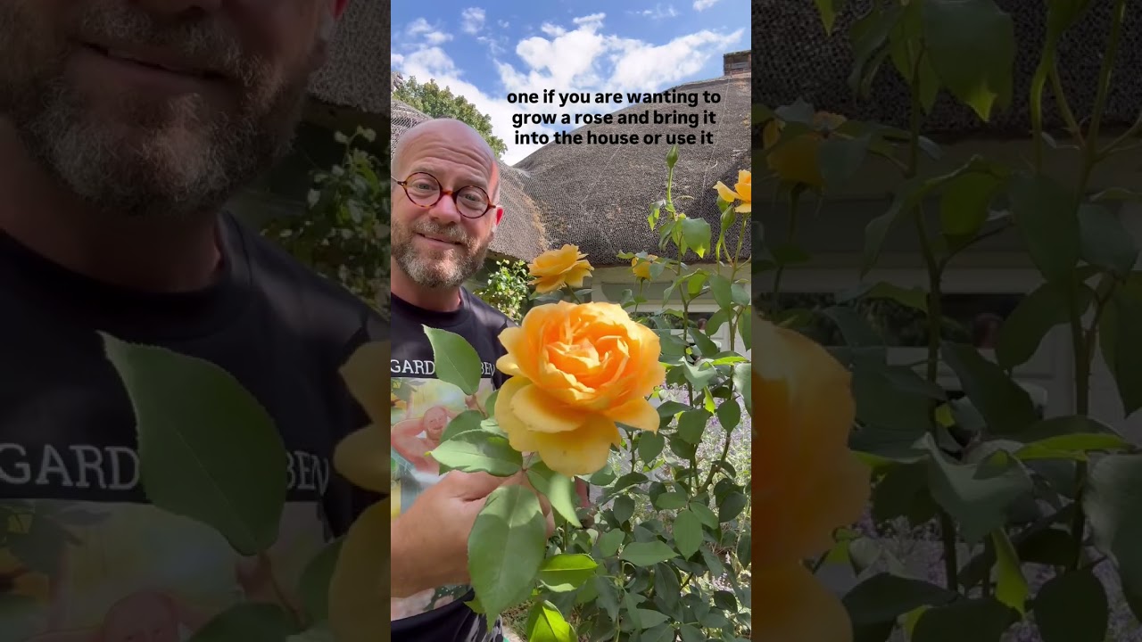 Personal growing review of Renaissance Rose ‘ Sophia’ bred by Poulsen @trevorwhiteroses3123   